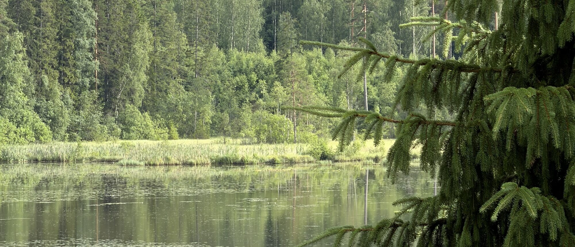 A still lake holding the forest's reflection, Kataloinen lake near Lammi, Finland