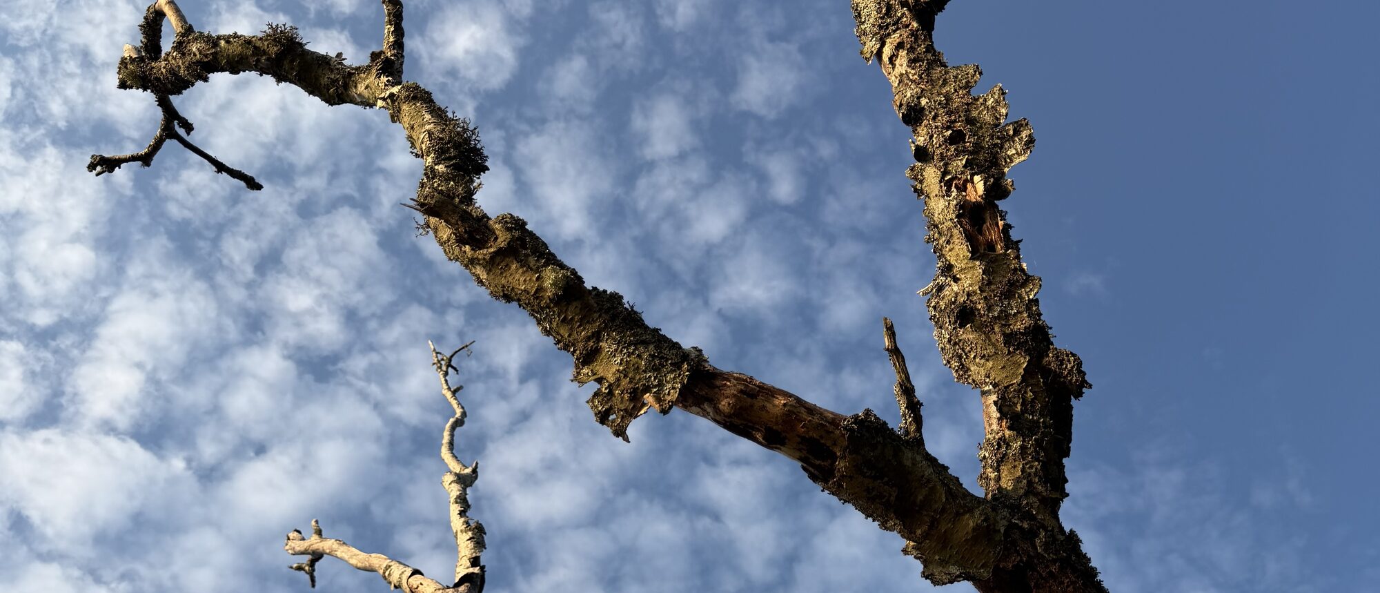 A weathered old pine against a dappled sky at Vinbärsudden, Gullö Gård, Finland